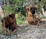 Slika 5