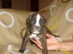 Slika 5