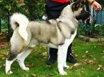 Slika 4