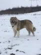 Slika 4