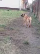 Slika 1