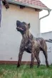 Slika 4