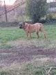 Slika 5