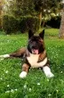 Slika 5