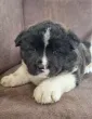 Slika 3