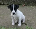 Slika 1