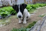 Slika 3