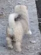 Slika 1