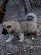 Slika 3