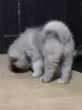 Slika 5