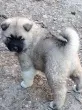 Slika 6