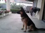 Slika 3