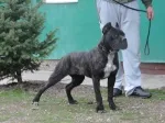 Slika 1