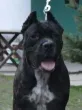 Slika 4