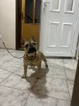 Slika 1