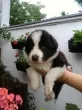 Slika 3