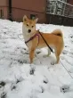 Slika 5