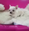Slika 1
