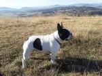 Slika 5