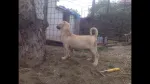 Slika 4