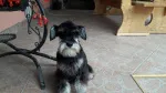 Slika 5