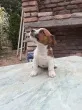 Slika 3