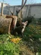Slika 1