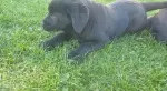 Slika 3