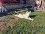 Slika 1