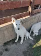 Slika 3