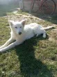 Slika 4