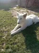 Slika 6