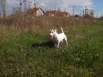 Slika 6