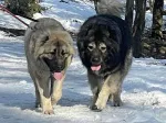 Slika 6