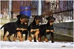 Slika 2