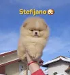 Slika 1