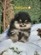 Slika 5