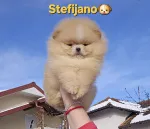 Slika 6