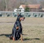 Slika 1