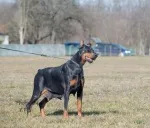 Slika 3