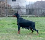 Slika 4