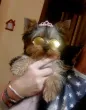 Slika 3