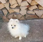 Slika 1