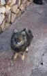 Slika 6