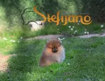 Slika 3