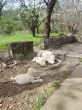 Slika 5
