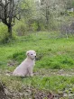 Slika 6