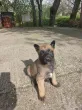Slika 1