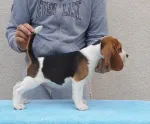 Slika 4