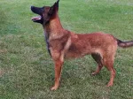 Slika 1